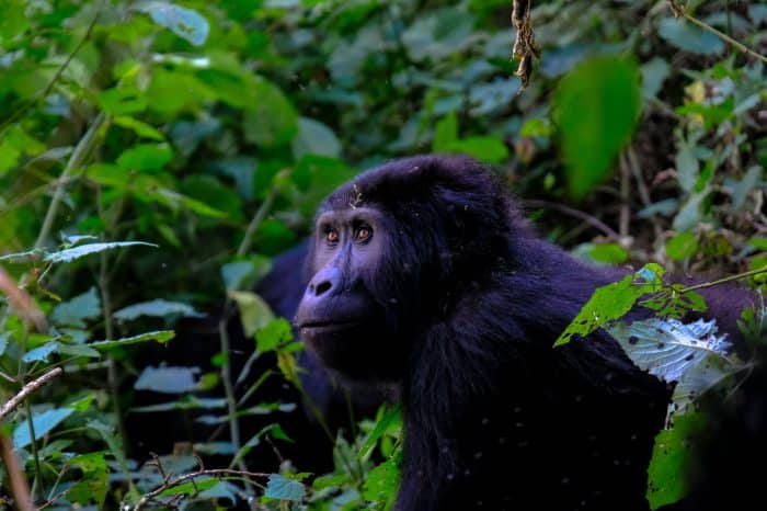 Uganda Chimpanze Trekking