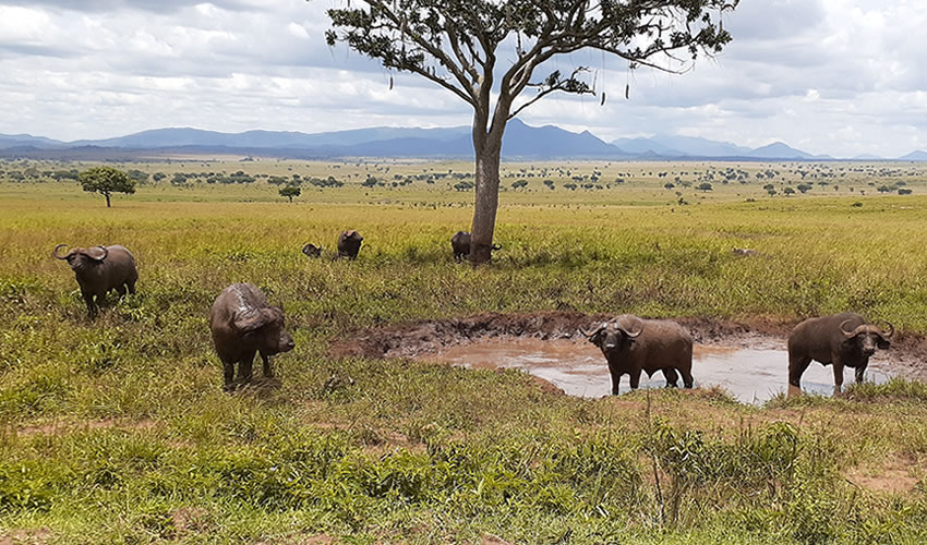 buffaloes-in-Kidepo-national-park