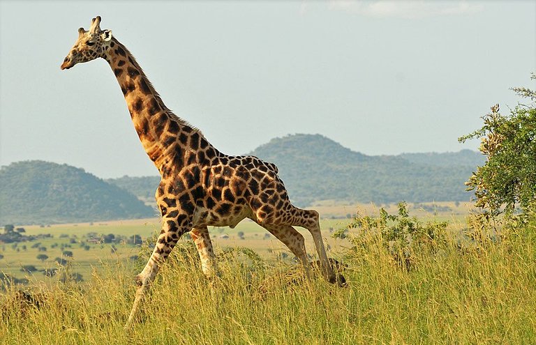 giraffe at Kidepo