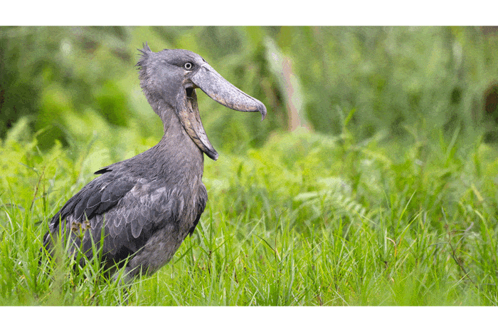 Birding and Primates Safari in the Pearl of Africa Uganda