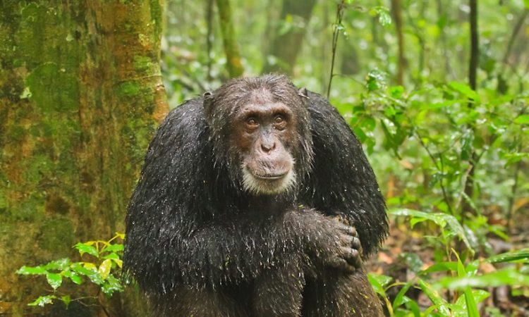 Chimpanzee-after-rain-in-Kibale-National-Park