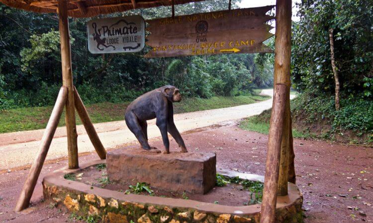 Kibale National Park: A Guide to Uganda’s Most Underrated Attraction