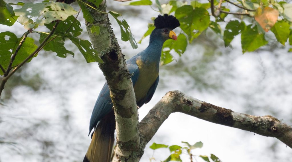 great-blue-turaco-bigodi-kibale