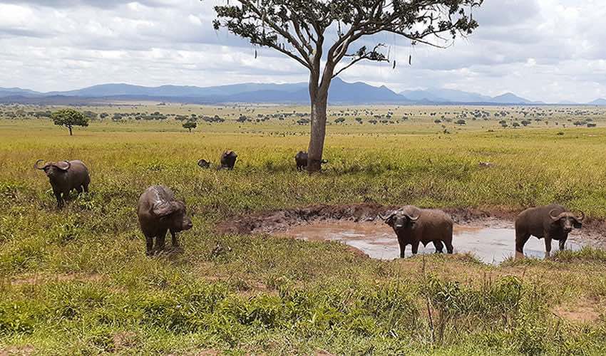 Why You Should Visit Uganda’s Kidepo National Park