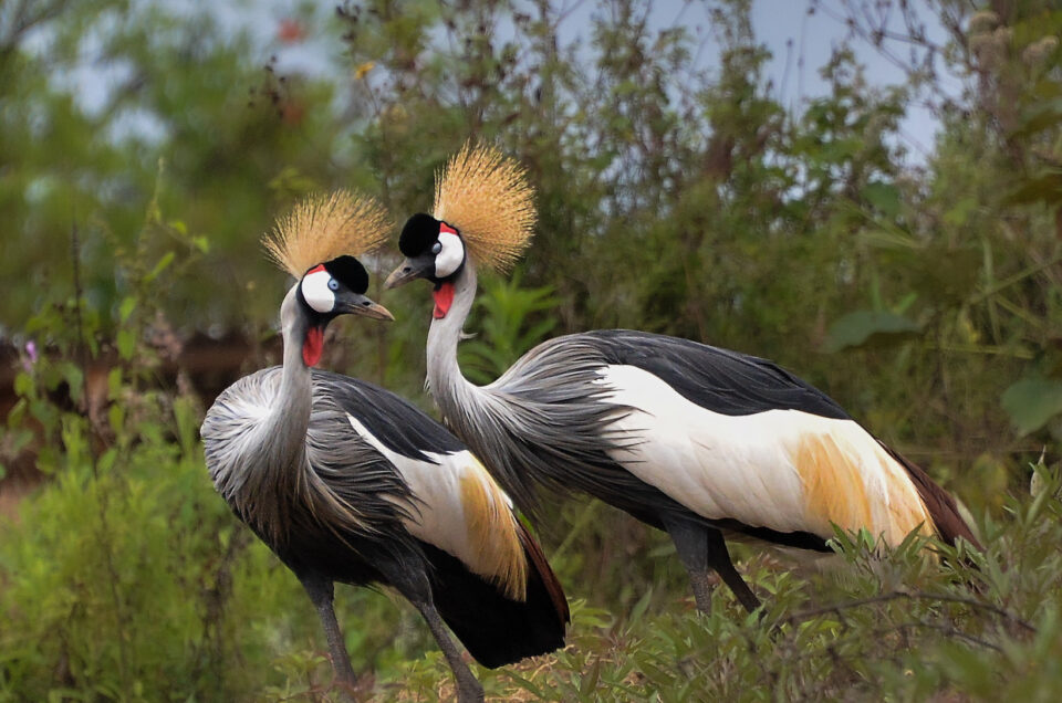 Visit Uganda For Bird Watching and Primates Safaris.