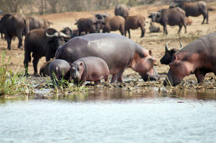 10Days Family Trip in Uganda