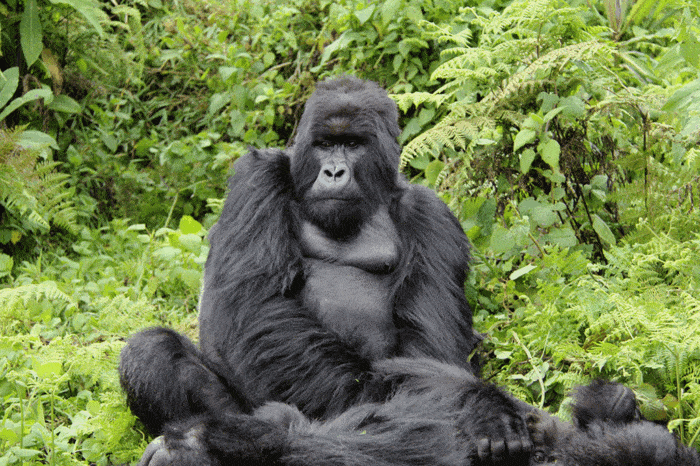 5 Days Wildlife Safaris and Gorilla Trekking in Bwindi Forest