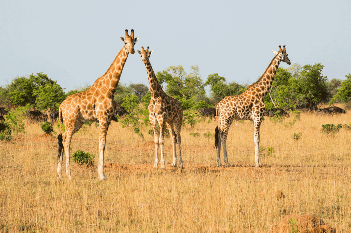 Jewels Of Uganda: 14-Days Safari Adventure Through Uganda’s Enchanting Wonders