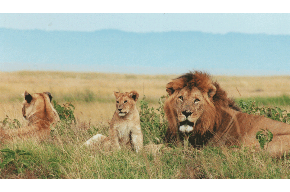 3 Days Explore the Beauty of Murchison Falls National Park