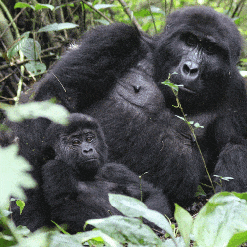 3 Days Gorilla Trekking Experience in Uganda