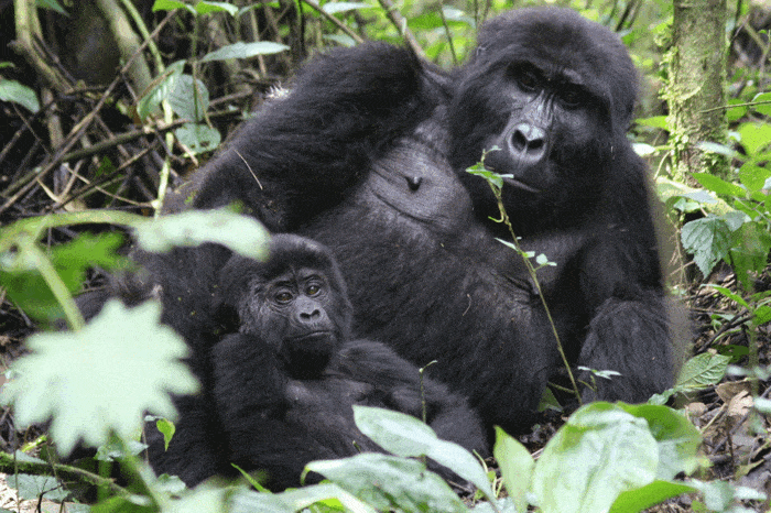 3 Days Gorilla Trekking Experience in Uganda