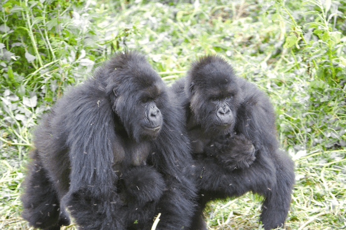 15 Days Rwanda and Uganda Safari Adventure