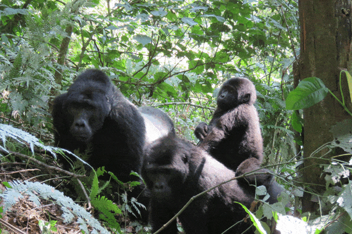 3 Days Gorilla Trekking Experience & Ziplining in South Western Uganda