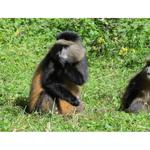 11 Days Uganda Rwanda Tour