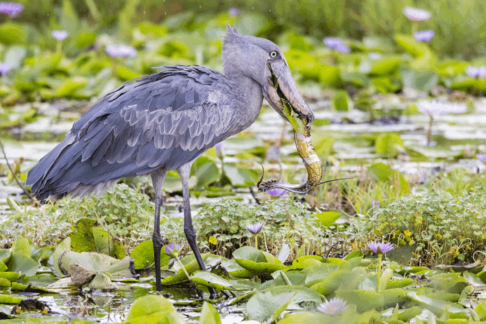 16 Days Uganda Birding, Wildlife, Primates & Golden Monkey Trekking