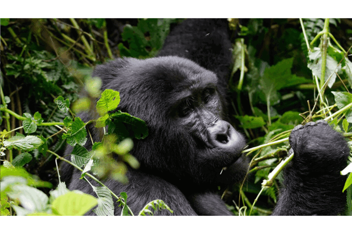 5 Days Gorilla Trekking and Wildlife Safari Holiday