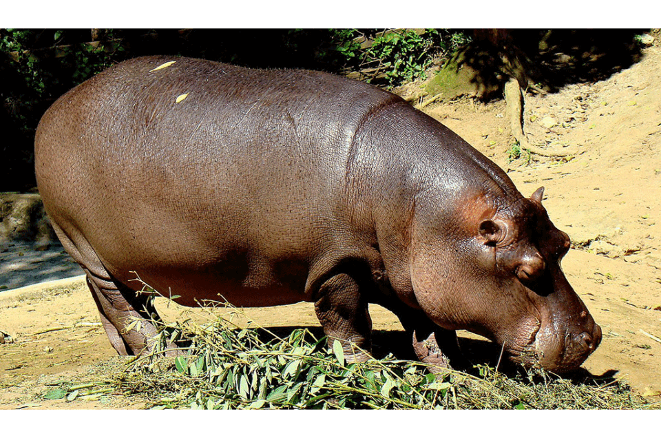 The Hippopotamus (Hippos) In Uganda