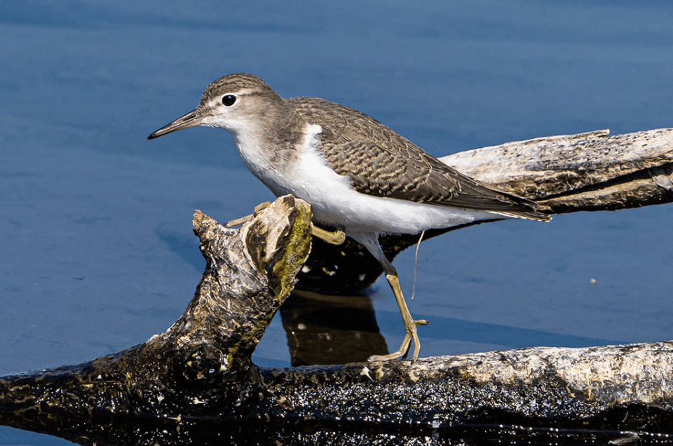 Common Sandpiper in Uganda